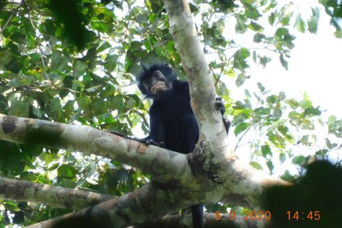 Mysterious new monkey species with orange lips discovered in the Congo rainforest