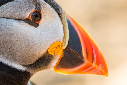 15 spectacular images of charismatic yet fierce puffins – offering intimate glimpse at island life | Discover Wildlife