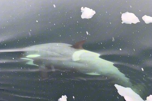 “Utterly spectacular”: incredibly rare 'pack ice' killer whale filmed swimming in Antarctic snow | Discover Wildlife