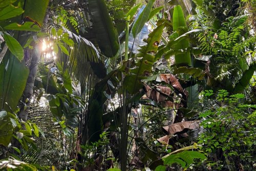Puzzling sound leads Amazon expedition team to stunning discovery | Discover Wildlife