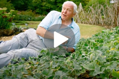 David Attenborough laughing at the noisiest plant in the world might be the most joyful thing you'll watch today