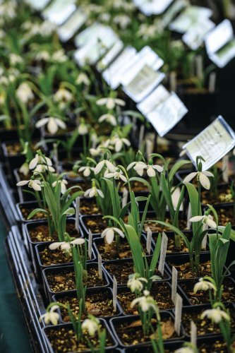 Snowdrops on facebook people love