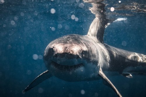When great white sharks vanished from False Bay, it triggered something disturbing