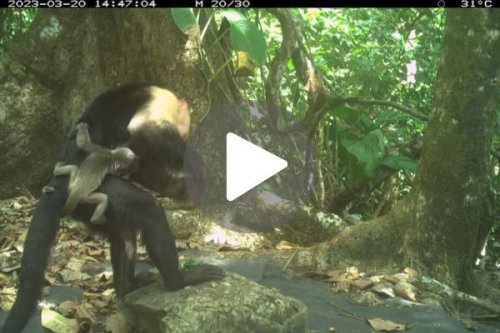 “It looked so wrong”: Researchers find never-seen-before footage of capuchins engaging in unprecedented behavior | Discover Wildlife