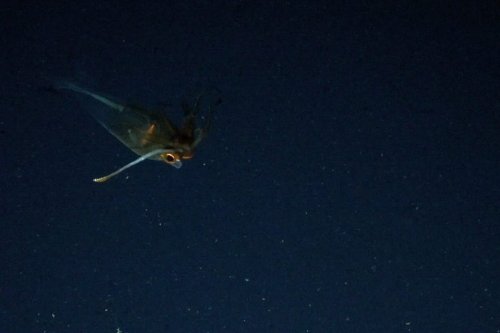 Underwater vehicle stumbles across never-seen-alive 'glass' animal in Antarctic abyss