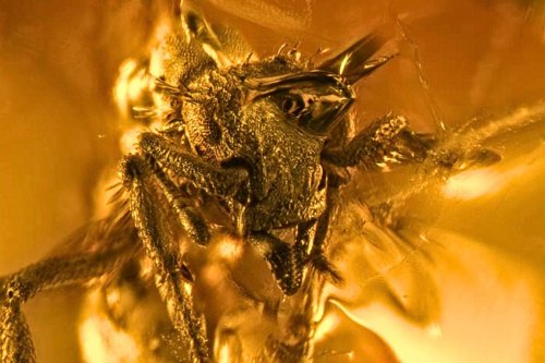 "It's like finding a diamond": 16-million-year-old animal found encased in amber on Caribbean island