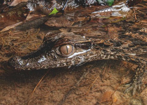 “His wrist was gripped and ‘death-rolled’ three times”: Why conservationists in the Amazon are catching caimans | Discover Wildlife