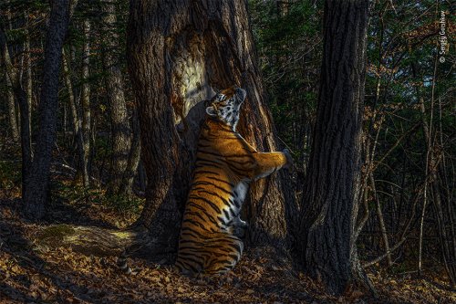 Tiger's tender moment wins Wildlife Photographer of the Year 2020 competition