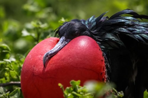 It sleeps while flying, cannibalises the young and forces other birds to vomit up their food – then eats its sloppy seconds | Discover Wildlife