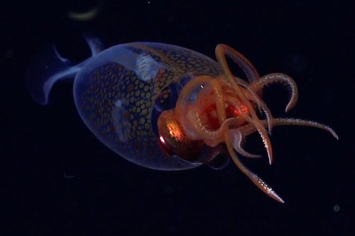 Colossal squid filmed alive in deep ocean for the first time ever