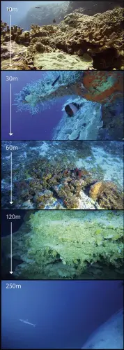 Deep-sea mountains: Earth’s unexplored ecosystems that are teeming with life