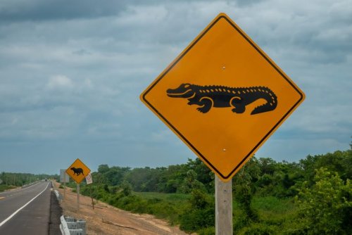 10 deadliest countries for wildlife – including the one where Gustave the 'man-eating' crocodile lurks | Discover Wildlife