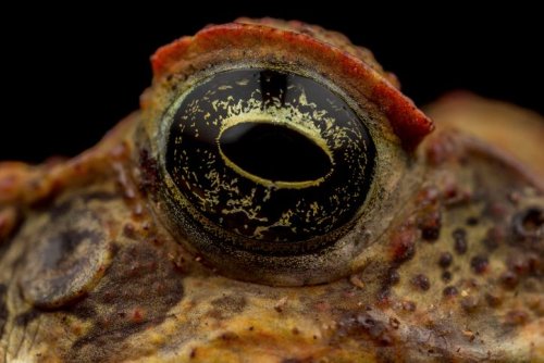 It’s one of the most destructive and deadly animals on earth – meet the highly toxic ‘toadzilla’
