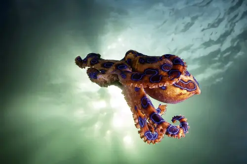 Octopuses: 8 incredible photos of these magnificent cephalopods