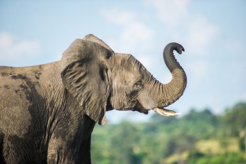 How do animals smell? The difference between taste and smell and whether fish can smell underwater