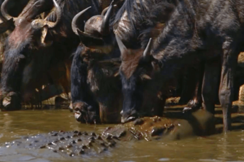 Waterhole attack: Incredible slow-mo footage shows moment huge crocodile strikes