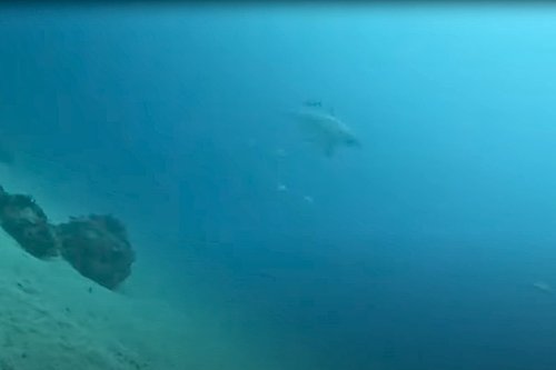 "What is that?" When scientists put a camera on a nurse shark in Florida, they never expected it to film this | Discover Wildlife
