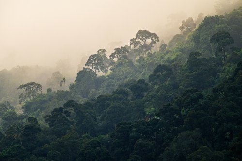 "They will use this claw to rip open the soft bellies of humans to devastating effect..." 6 deadliest, most dangerous jungles on the planet