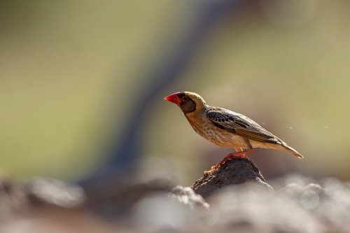 What's the most common bird in the world? | Discover Wildlife
