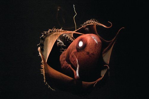 Meet the vampire squid, a glowing deep-sea creature that pretends to be a pineapple