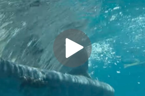 This ocean giant's mouth is as wide as a car – and an expedition team just filmed inside it