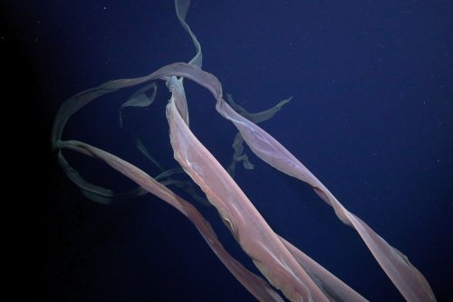 Giant 'phantom' animal filmed swimming over the seafloor in Antarctica | Discover Wildlife