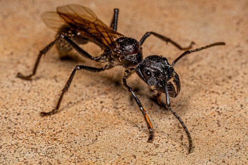 This innocent-looking insect delivers the most painful sting in the world and can leave you in agony for 24 hours or more