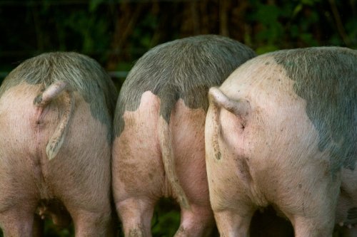 Weirdest butts: These are the strangest – and sometimes deadliest – arses in the animal kingdom
