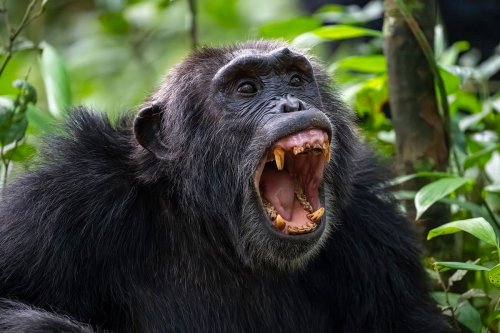 A massive once-in-500-years chimpanzee civil war has broken out