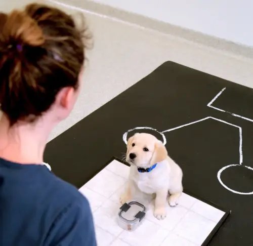 Born to be mild: puppies have an innate ability to understand humans