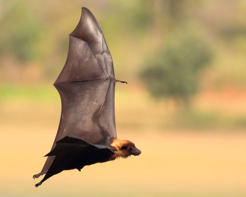 Flying foxes: These extraordinary tropical flying mammals can travel 30km a night in search of food | Discover Wildlife
