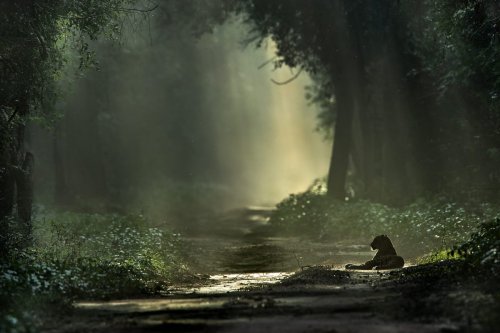 20 of the most epic wildlife photos on Earth revealed | Discover Wildlife