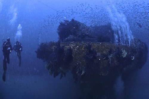 80 years ago, a cargo ship struck a mine and sank to the bottom of the Mediterranean Sea. Then something staggering happened | Discover Wildlife