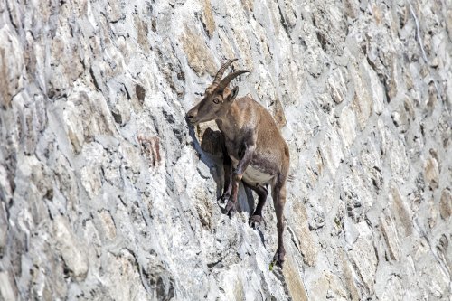 Just how on Earth are ibex able to scale vertical, sheer cliff faces?The secrets behind their seemingly impossible climbs