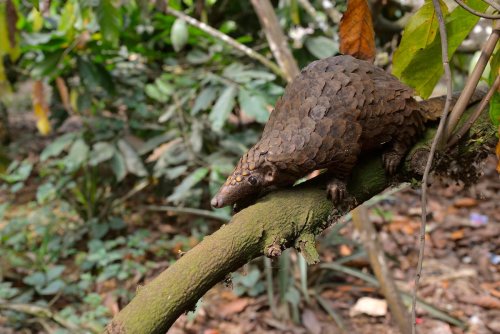 It's the only mammal that's covered in scales, has one of the longest tongues in the world and is one of the most trafficked animals on the planet | Discover Wildlife