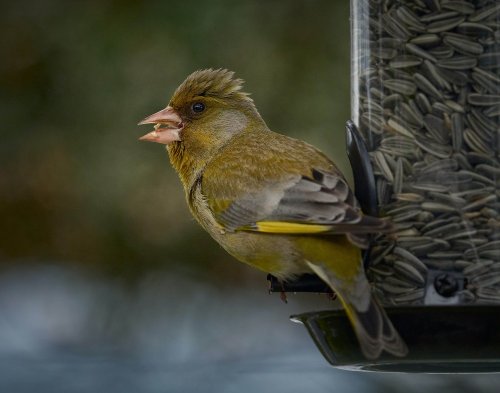 Are your bird feeders killing garden birds?