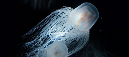 The secrets of the immortal jellyfish, Earth's longest-living animal