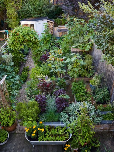 How to create a beautiful garden with plants you can eat