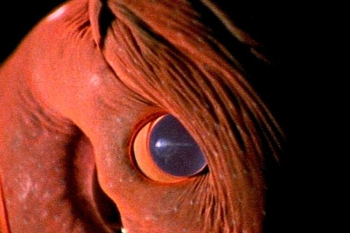 Staggering footage shows 'vampire' creature drifting through deep ocean | Discover Wildlife