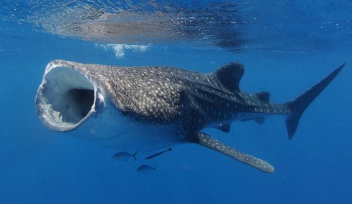 10 most incredible marine life experiences for memories that will last a lifetime