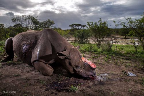 Heart-breaking image of a black rhino tops Wildlife Photographer of the Year 2017 winners