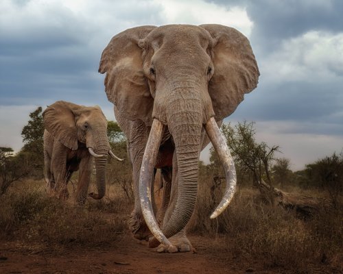 Trade in elephant 'trophies' soars during second Trump presidency | Flipboard