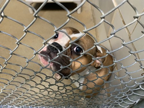 Animal Care & Control Partners with GoodPup to Prevent Shelter Returns