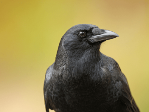 12 Fascinating Facts About Crows