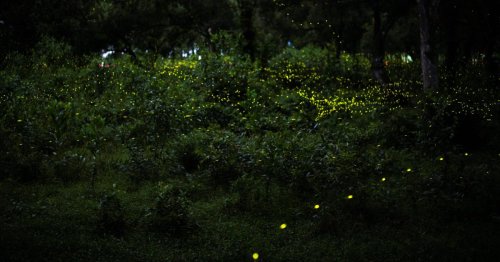 India’s fireflies are fighting for survival against its cities’ bright lights