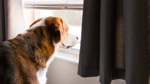 Ease Your Dog's Separation Anxiety With These Simple Tips