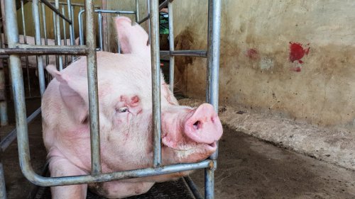 Match Your Gift to Fight Factory Farm Abuse! 