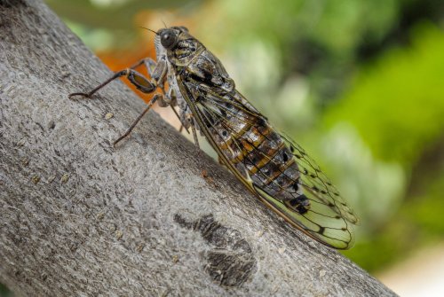 cicada shells cicada shells