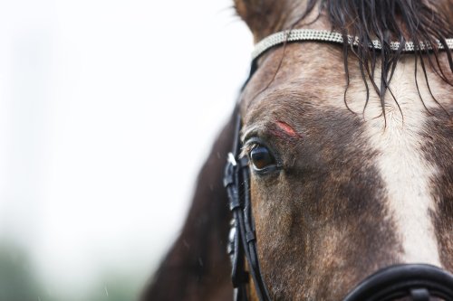 Horse dies due to training injury at Los Alamitos