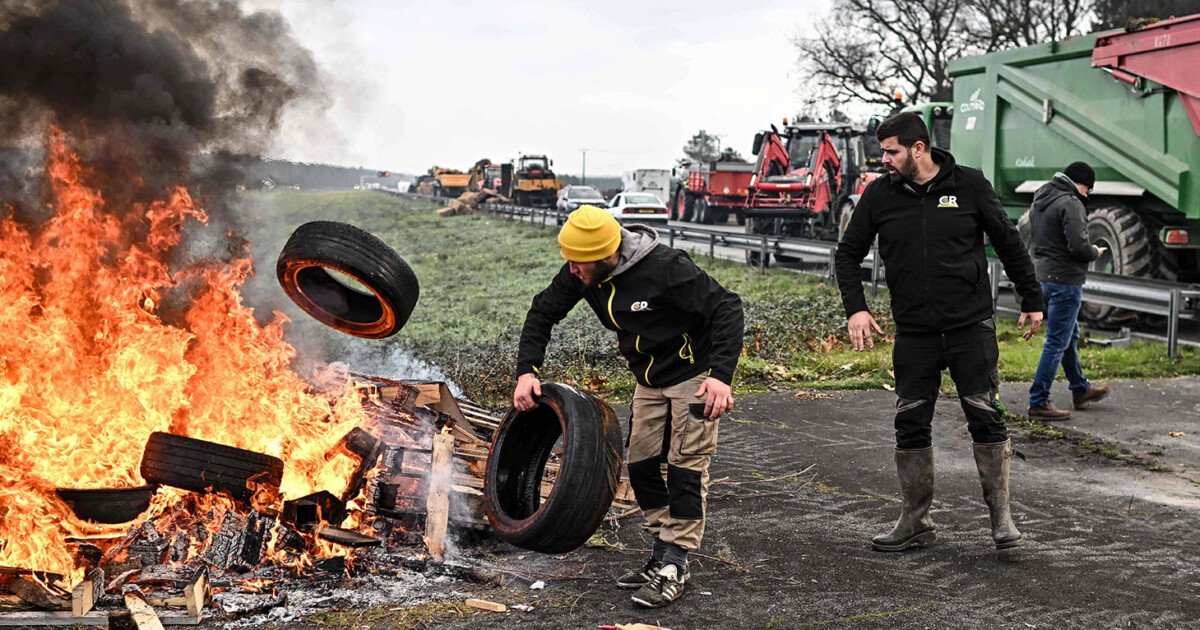 Dermatose nodulaire : « Ce sont les déplacements illicites qui sont à l’origine de l’extension de la maladie » selon la spécialiste de la santé animale Jeanne Brugère-Picoux